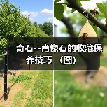 奇石--肖像石的收藏保养技巧 (图)(图2) 奇石--肖像石的收藏保养技巧 (图)(图2)